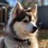 Pomsky: Le petit chien qui reste petit
