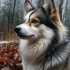 Cheap Pomsky Puppies for Sale in PA: Where to Find Them