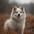Pomsky Puppies in Orange County – Find the Perfect Furry Friend!