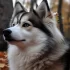 Pomskies for Sale in RI: Where to Find Your Perfect Puppy