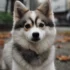 Full Grown Pomsky Pictures: How Big Do Pomskies Get?