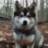 Pomsky Puppies for Sale: How Much Should You Expect to Pay?