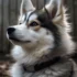 Pomsky Puppies for Sale in Philadelphia: Find Your New Companion Today!
