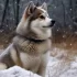 Pomsky Rank: Where do Pomskies Stand in the Dog Breed Hierarchy?