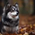 Pomsky Puppies for Sale in Richmond VA: Where to Find Your Furry Friend