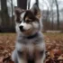 Pomsky Puppies for Sale in Rhode Island: Find Your Perfect Furry Friend