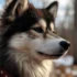 Pomskies for Sale in Reno, NV