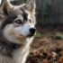 Pomsky Puppies for Sale in San Antonio Texas