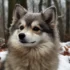 Pomsky Puppies for Sale: How Much Should You Expect to Pay?
