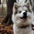Pomsky Puppies for Sale in Rhode Island