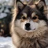 Pomsky Puppies for Sale in San Jose