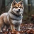 Pomsky Puppies for Sale in Richmond VA: Where to Find Your Furry Friend