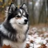 Pomsky Puppies for Sale in San Diego, CA