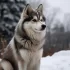 Pomskies for Sale in San Antonio, TX: Finding Your Perfect Furry Companion