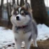 Pomsky Puppies for Sale in Rhode Island: Find Your Perfect Furry Friend