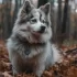 Pomsky Puppies for Sale in San Francisco: Find Your Perfect Companion Today!