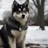 Pomsky Puppies for Sale in San Diego: Where to Find Your Furry Companion