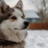 Pomsky Puppies for Sale in South Dakota: Find Your New Furry Friend!