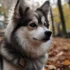 Pomsky Puppies for Sale in SC