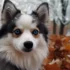 Pomsky Puppies for Sale in South Bend, Indiana