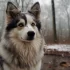 Pomsky Puppies for Sale in San Francisco: Find Your Perfect Companion Today!