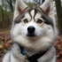 Pomsky Puppies for Sale in Syracuse NY – Find Your New Furry Friend Today!