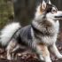 Adorable Pomsky Puppies for Sale in South Florida