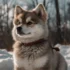 Pomsky Puppies for Sale in South Dakota: Find Your New Furry Friend!