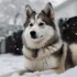 Pomsky Puppies for Sale in Tampa, FL