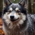 Pomsky Sverige: All You Need to Know About This Hybrid Breed