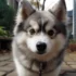 Pomsky Puppies for Sale in Tampa, FL