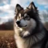Pomsky Tan and White: A Guide to This Adorable Mix