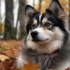 Pomsky Puppies for Sale in Springfield, MO