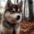 Pomsky Puppies for Sale in Syracuse NY – Find Your New Furry Friend Today!
