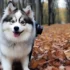 Pomskies for Sale in Tampa, FL: Find Your Perfect Pup Today!