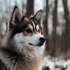 Pomsky Puppies for Sale in San Diego, CA