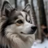 Pomsky Puppies for Sale in Toronto: Your Guide to Finding the Perfect Furry Companion