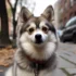 Pomsky Puppies for Sale in the US: Find Your Furry Friend Today