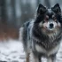 Pomsky Puppies for Sale in Upstate NY: Your Ultimate Guide to Finding the Perfect Pomsky