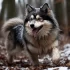 Pomsky Puppies For Sale in TN: Find Your Perfect Companion Today!