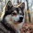 Pomskies for Sale in the USA: How to Find Your Perfect Companion