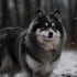 Pomsky Puppies for Sale in Virginia: Find Your New Furry Friend Today!
