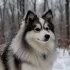 Pomsky Puppies for Sale in the USA – Find Your Fur-Ever Friend Today!