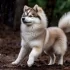 Pomsky Puppies for Sale in USA: Find Your Furry Companion