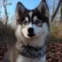 Pomskies for Sale in Washington