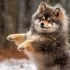 Pomsky Puppies for Sale in Vermont – Your Ultimate Guide to Adopting a Pomsky