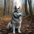 Pomskies for Sale in Wichita, KS