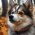 Pomsky Puppies for Sale in Indianapolis: Your Guide to Finding the Perfect Pomsky Companion