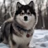 Adorable Pomsky Puppies for Sale in Las Vegas NV