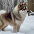 Pomsky Puppies for Sale in West Palm Beach